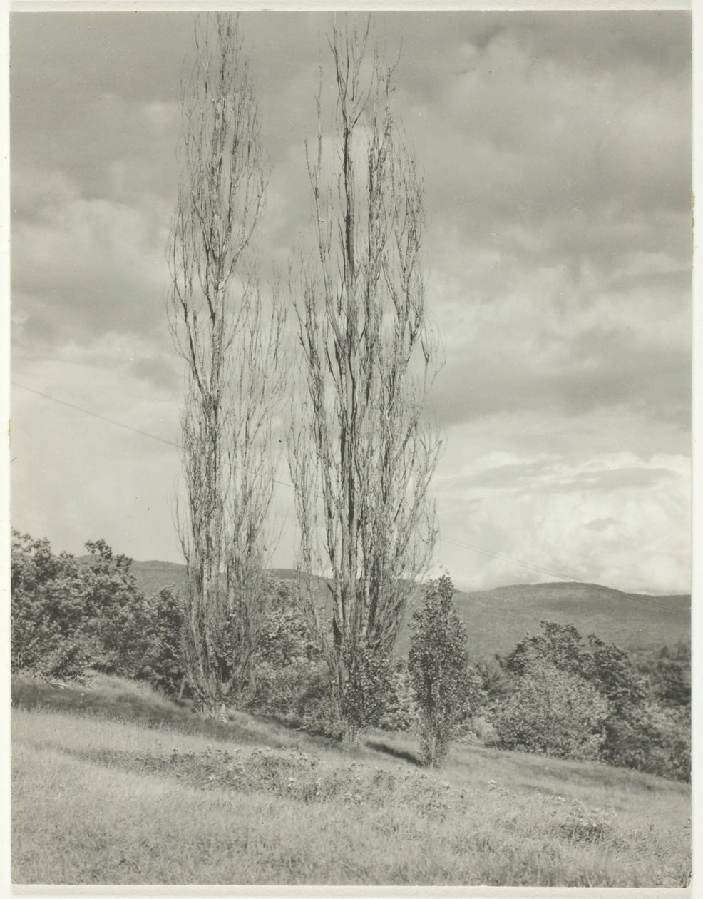 Choupos — Lago George de Alfred Stieglitz