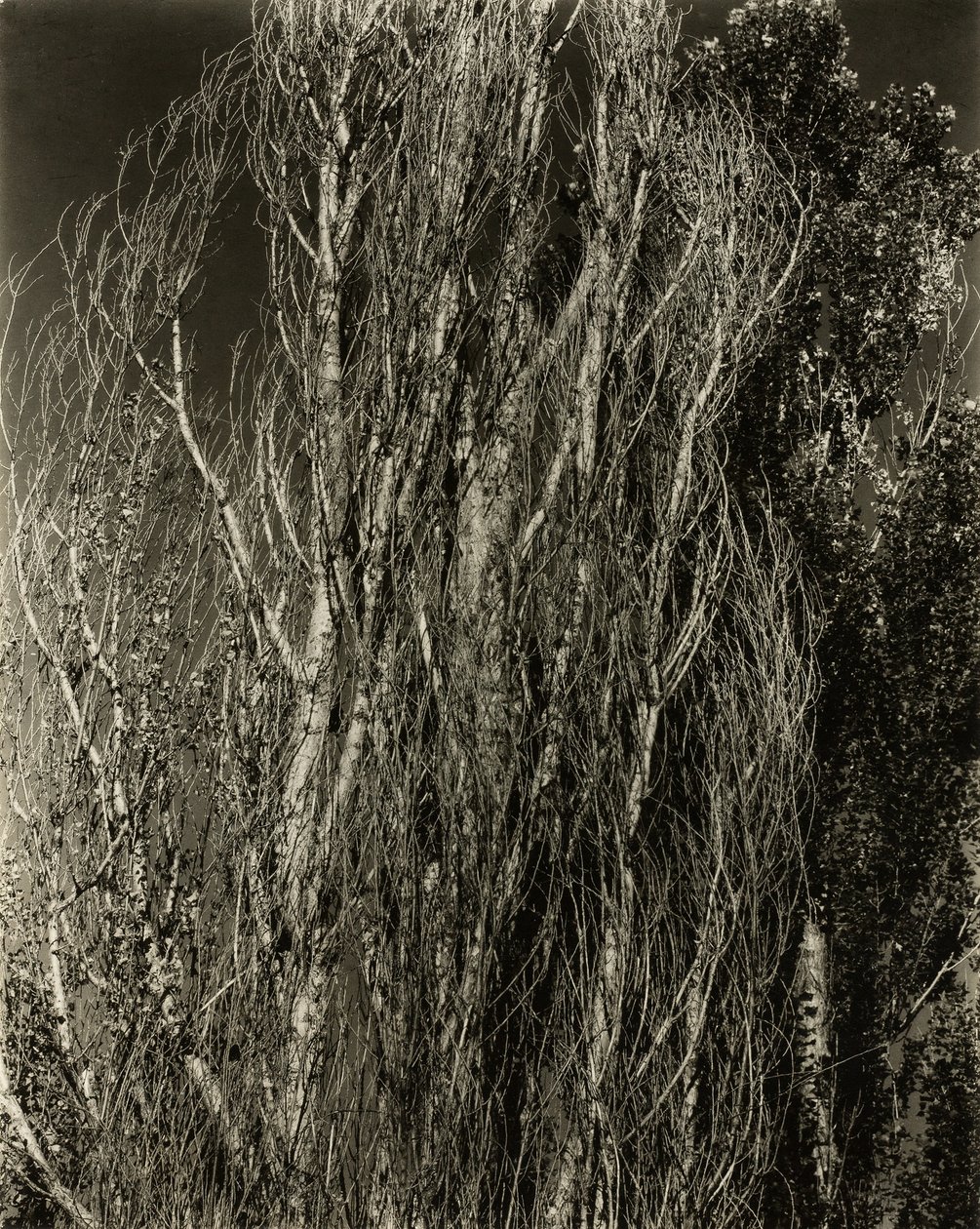 Choupos — Lago George, 1932. de Alfred Stieglitz