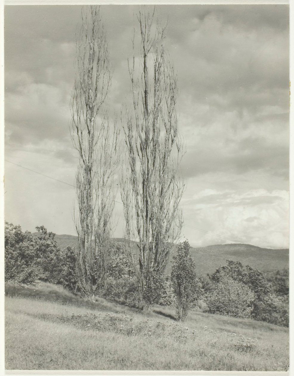 Choupos — Lago George, 1935. de Alfred Stieglitz
