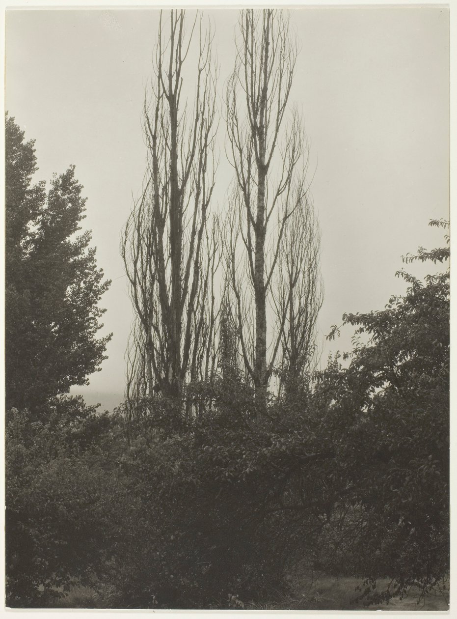Choupos - Lago George de Alfred Stieglitz