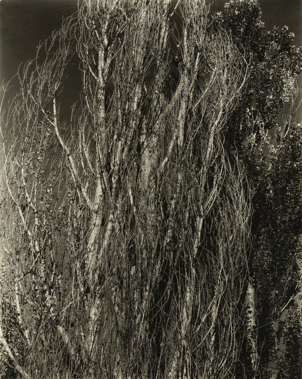 Choupos - Lago George de Alfred Stieglitz