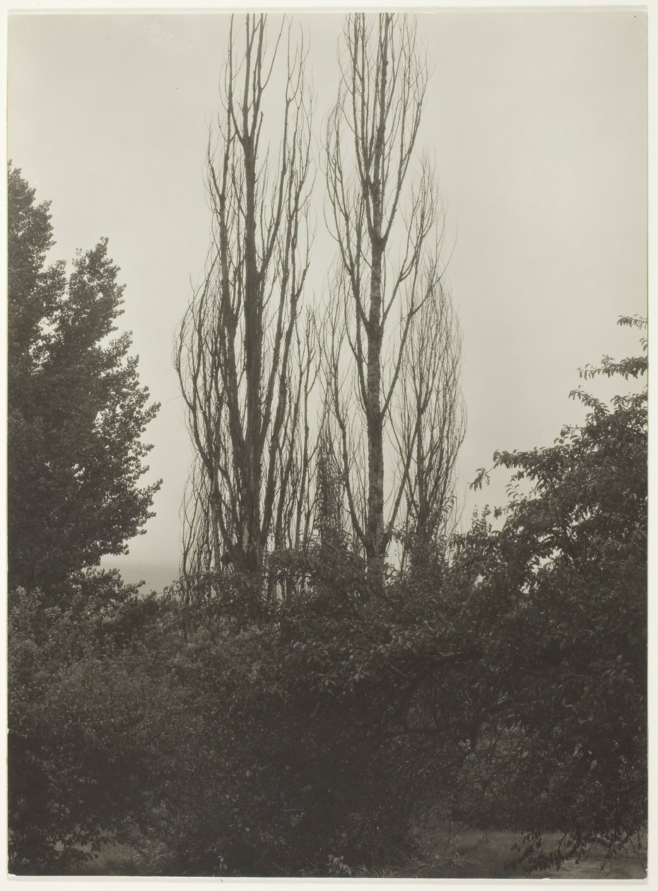 Choupos - Lago George, 1935. de Alfred Stieglitz