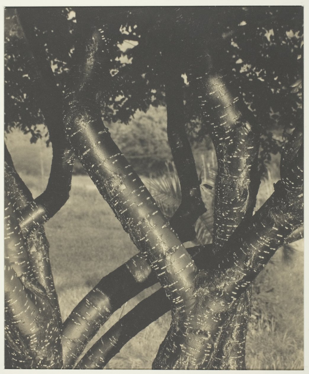 As árvores que dançam de Alfred Stieglitz