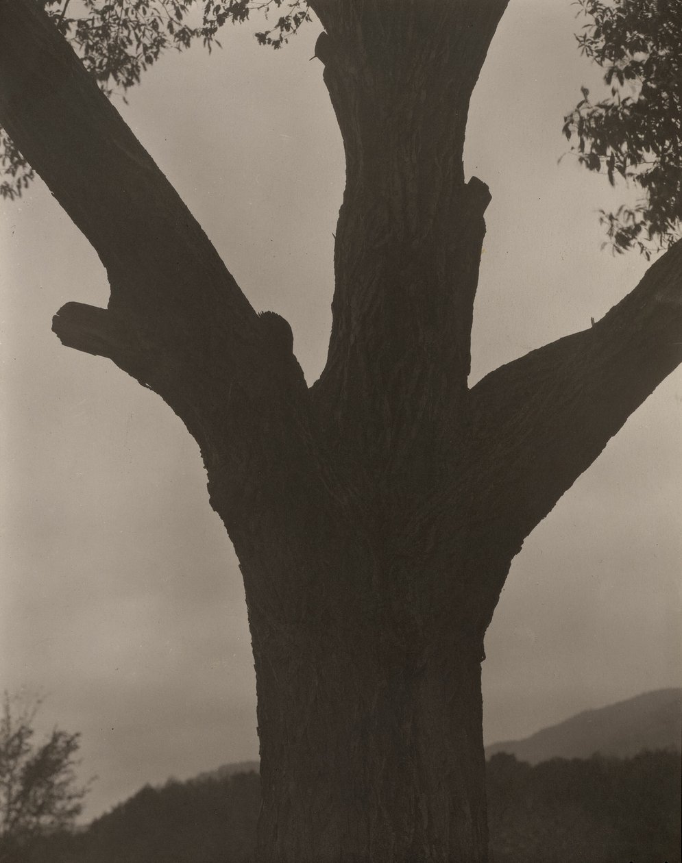 A Castanha Morta de Alfred Stieglitz