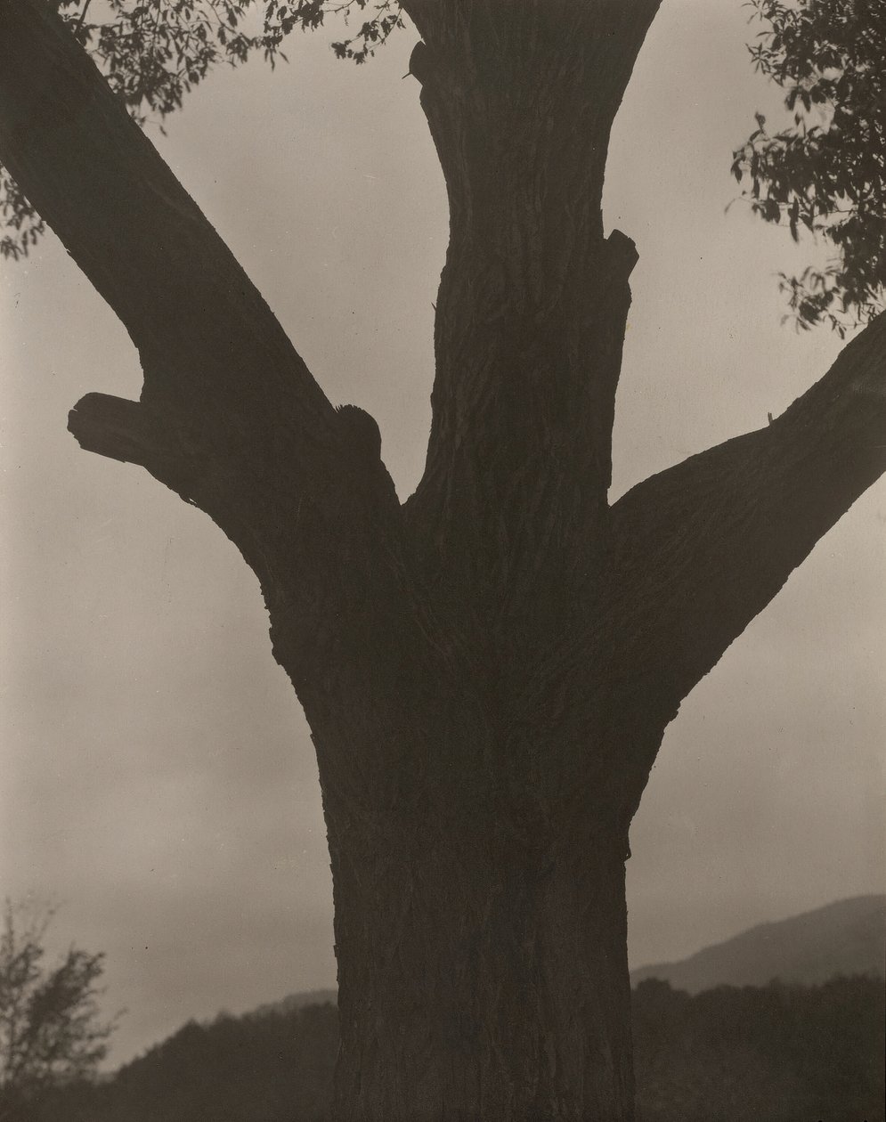 A Castanha Moribunda, 1919. de Alfred Stieglitz