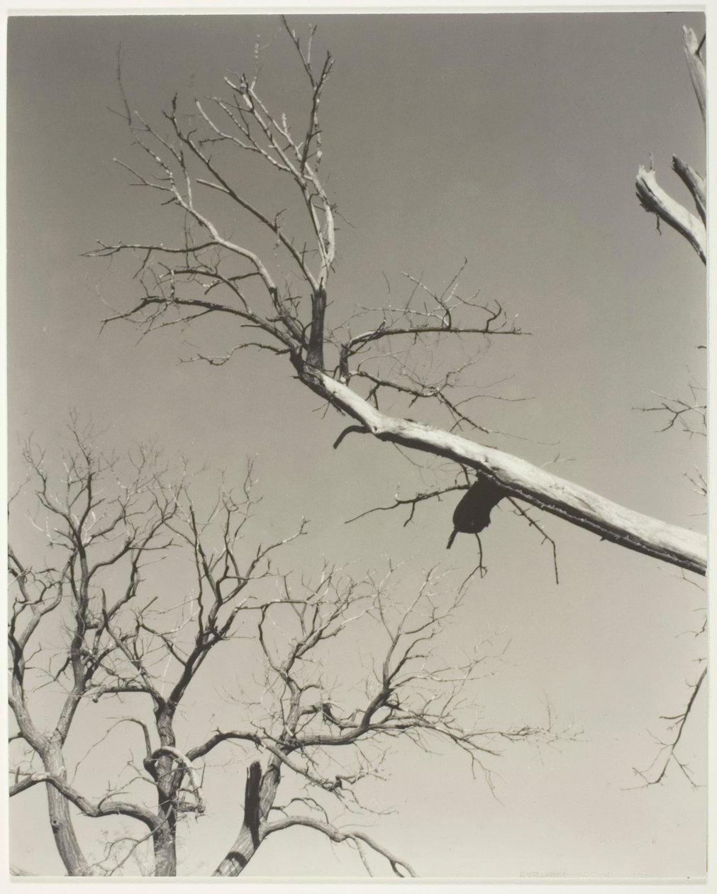 O castanheiro moribundo - o meu professor de Alfred Stieglitz