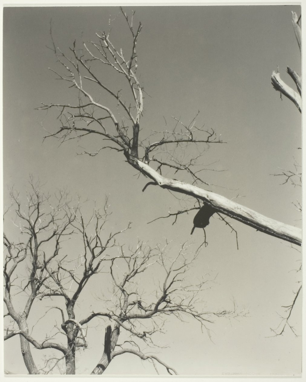 O castanheiro moribundo - o meu professor de Alfred Stieglitz