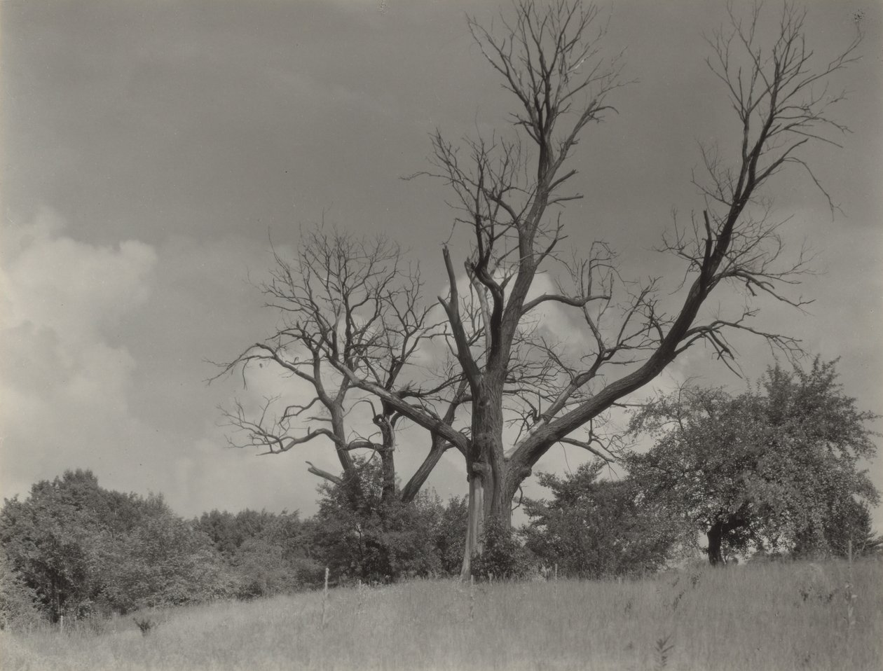 O castanheiro moribundo de Alfred Stieglitz