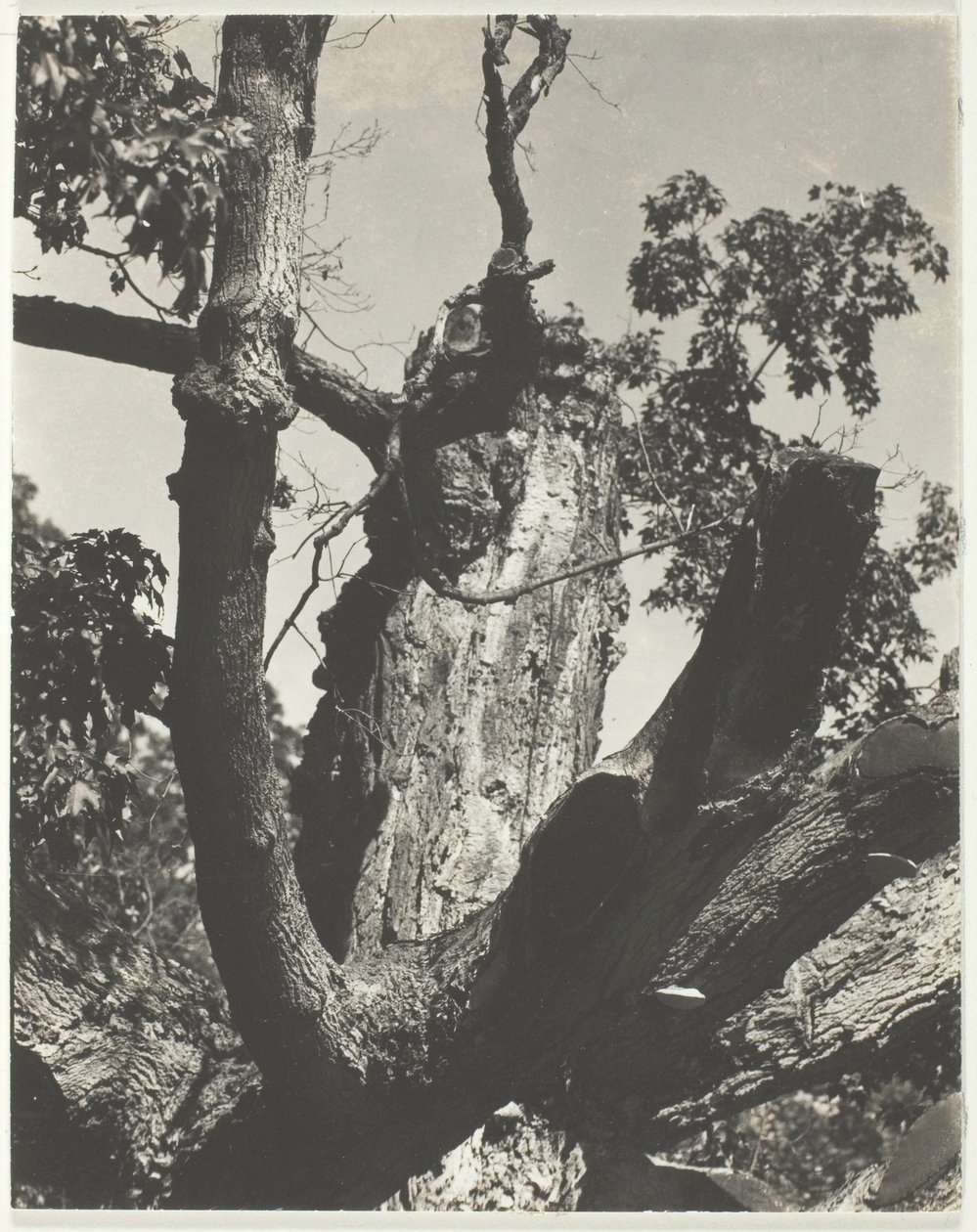 O Velho Maple - Lago George de Alfred Stieglitz