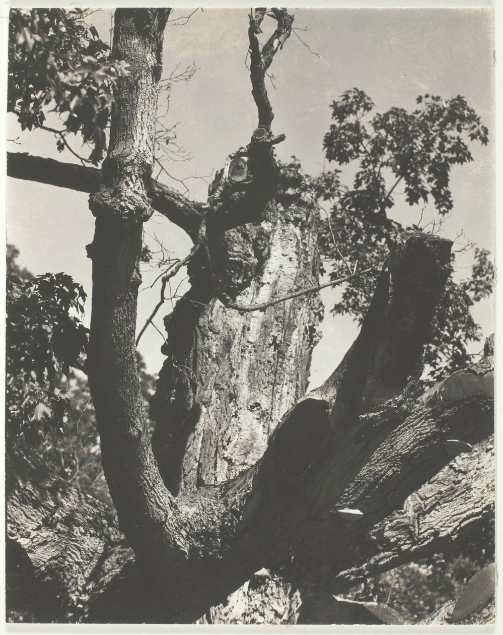 The Old Maple - Lago George, 1926. de Alfred Stieglitz