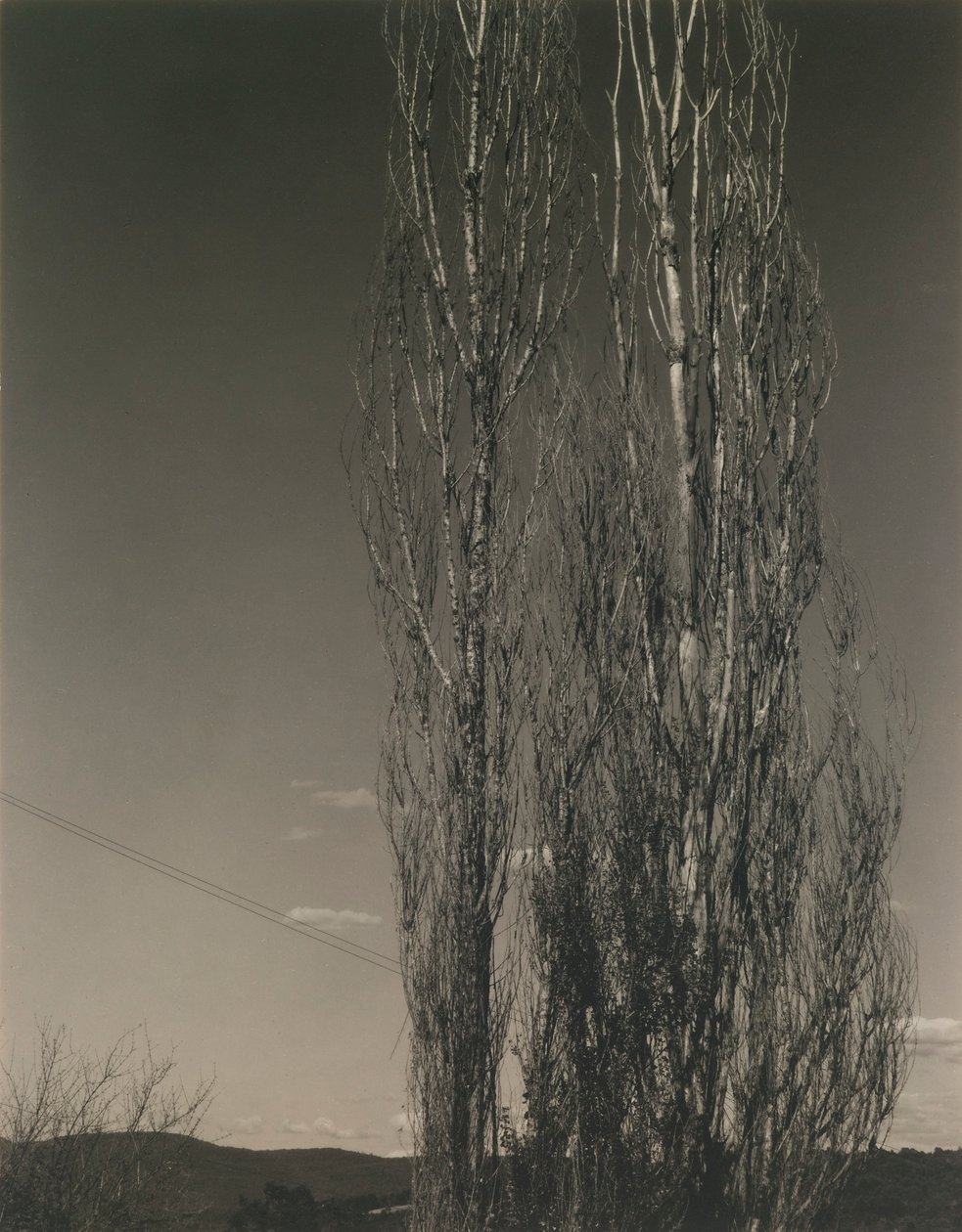 Os Dois Choupos, Lago George de Alfred Stieglitz