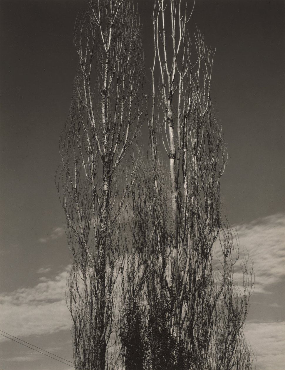 Os Dois Álamos, Lago George de Alfred Stieglitz