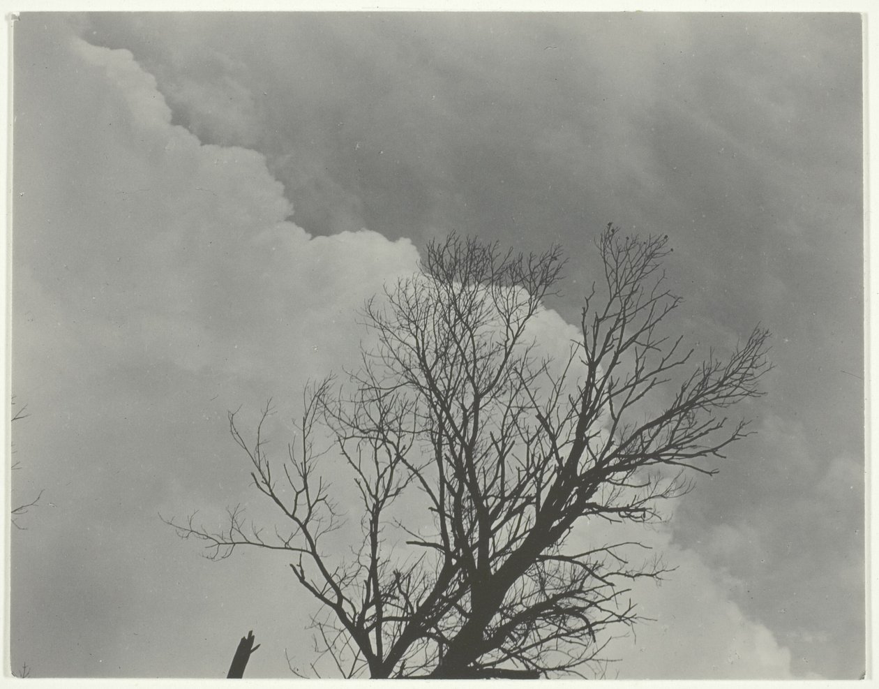 Conjunto de árvores 3 de Alfred Stieglitz