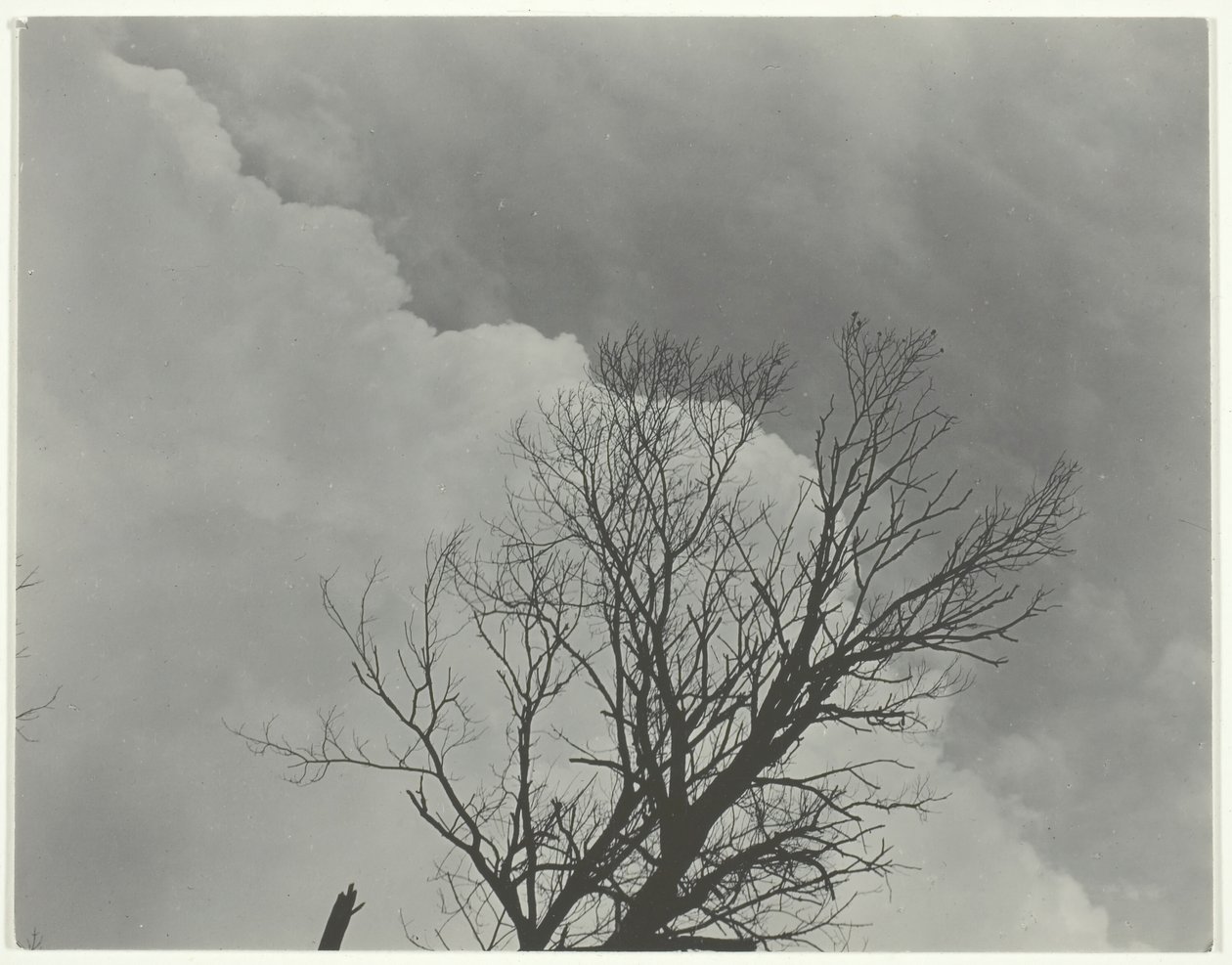 Conjunto de árvores 3, c. 1924. de Alfred Stieglitz