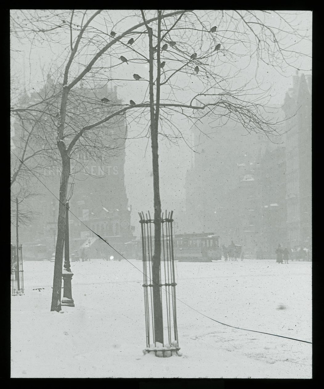 Árvore na neve, Nova Iorque de Alfred Stieglitz