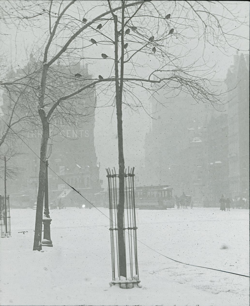 Árvore na neve, Nova York, 190002. de Alfred Stieglitz