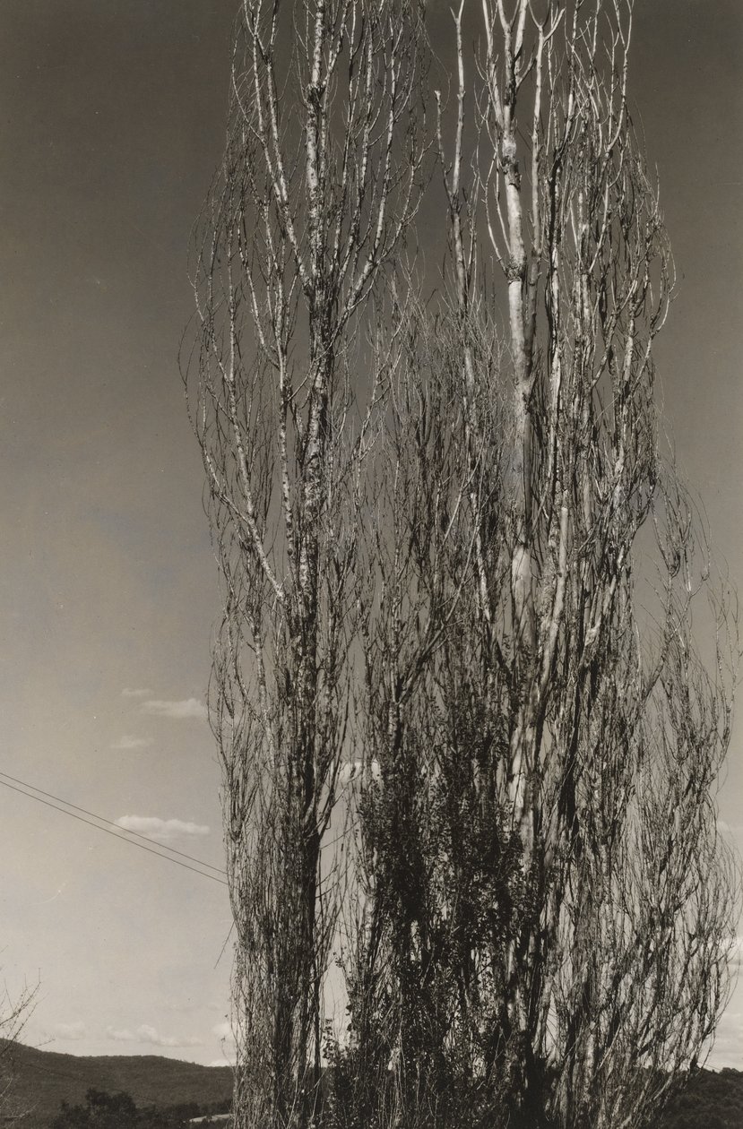 Dois álamos, Lago George (reto) de Alfred Stieglitz