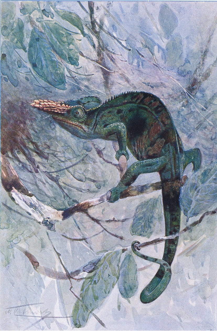 Camaleão Africano, ilustração de "Wildlife of the World", c.1910 (cor litho) de Alfred Weczerzick