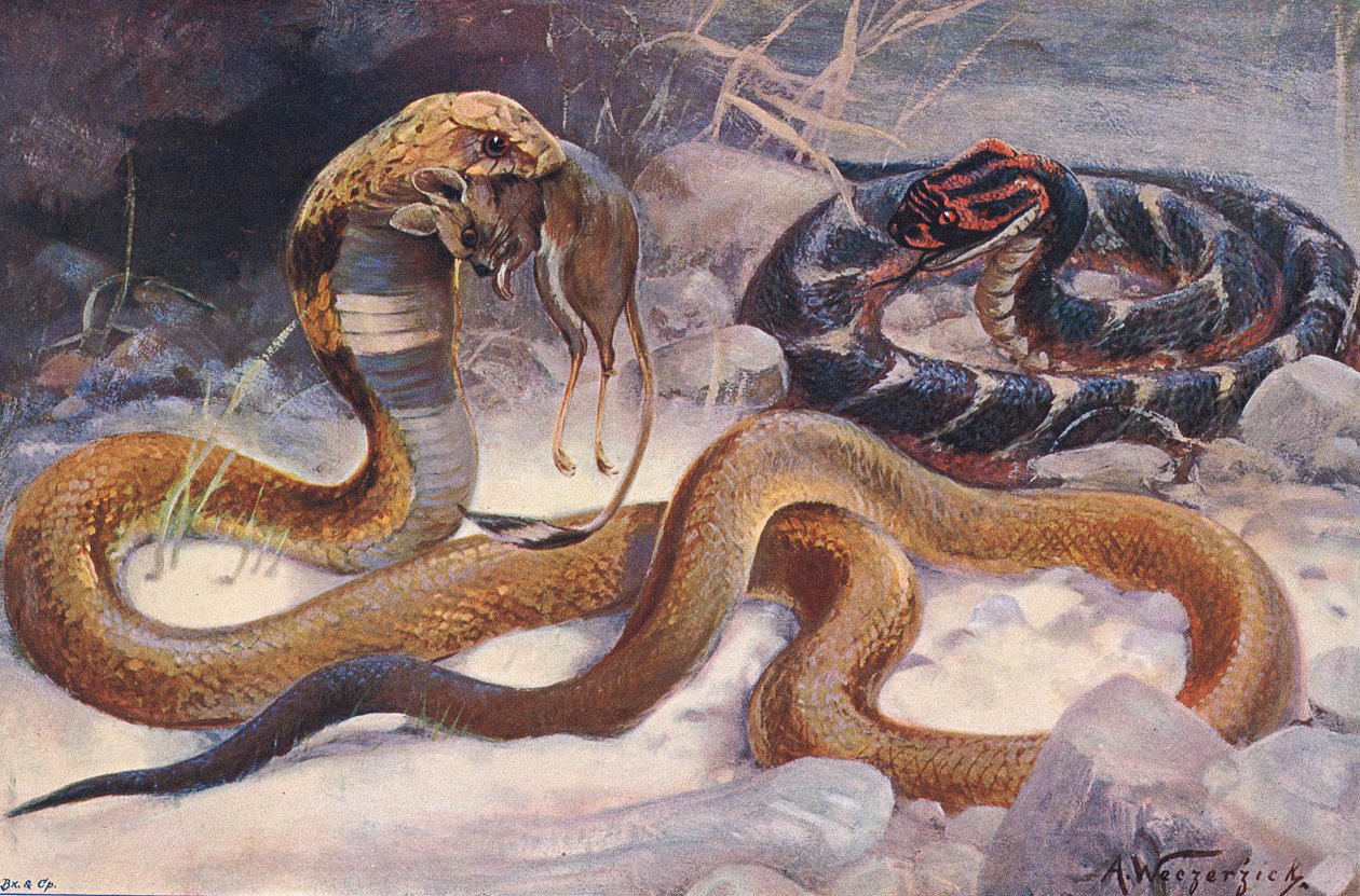 Cobra e Puff Adder, ilustração de "Wildlife of the World", c.1910 (cor litho) de Alfred Weczerzick