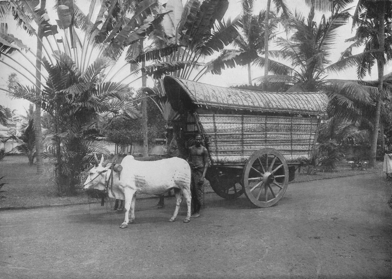 Um carrinho de boi do Ceilão, c1890, 1910 de Alfred William Amandus Plate