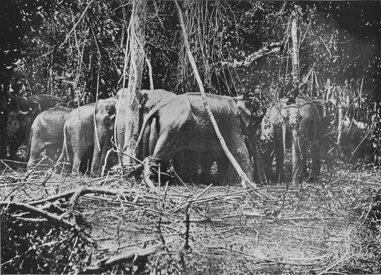 Tentativa de resgatar a vaca amarrada, c1890, 1910 de Alfred William Amandus Plate