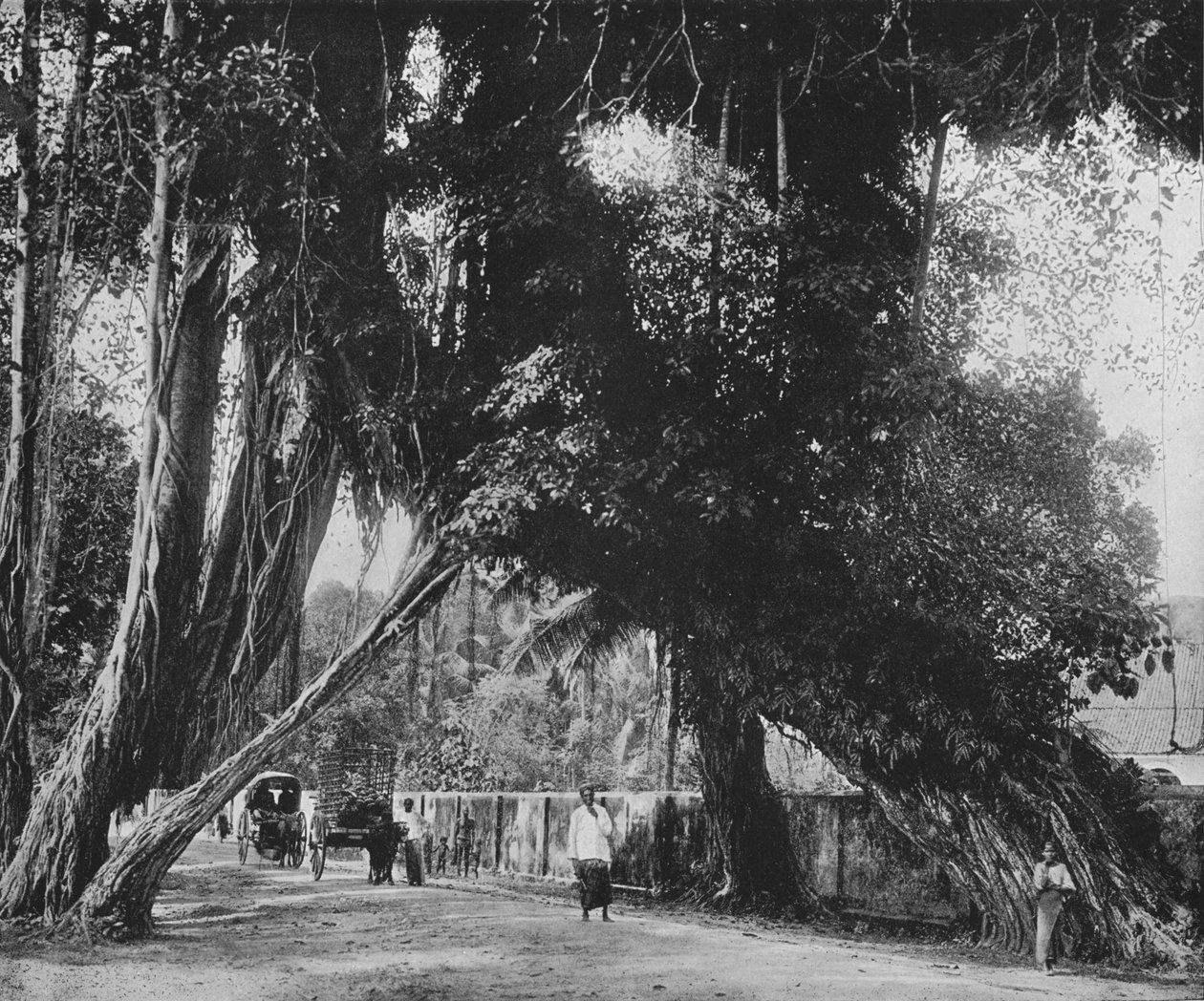 Árvore Banyan em Kalutara, c1890, 1910 de Alfred William Amandus Plate