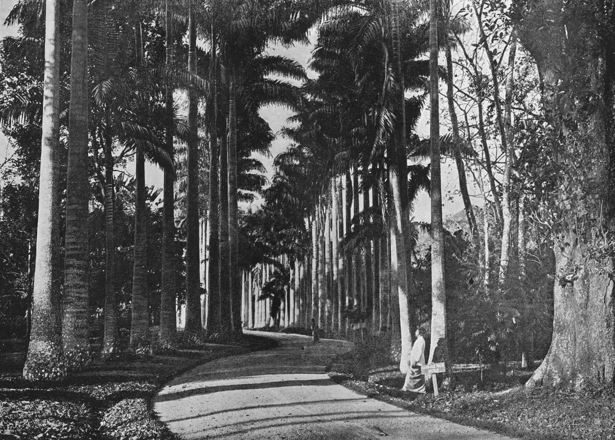 Palmas de repolho em Peradeniya Gardens, c1890, 1910 de Alfred William Amandus Plate