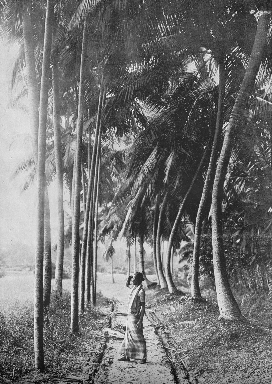 Amanhecer através das palmeiras, c1890, 1910 de Alfred William Amandus Plate