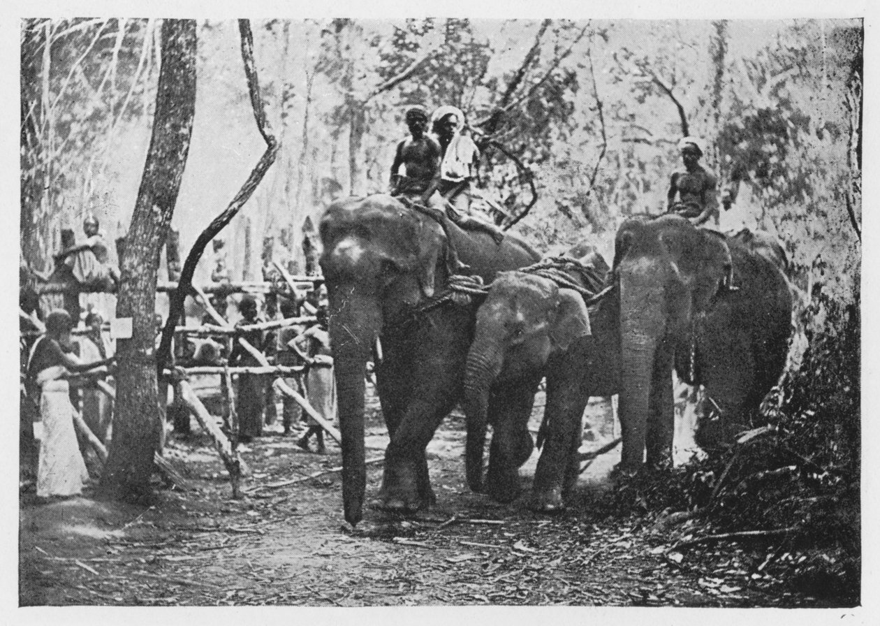 Elefante Kraaling no Ceilão - Free No Longer, c1890, 1910 de Alfred William Amandus Plate