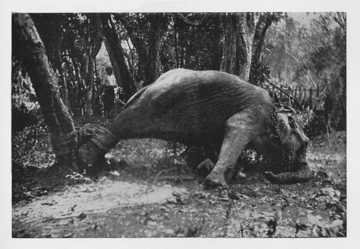 Elefante Kraaling no Ceilão - Noosed, c1890, 1910 de Alfred William Amandus Plate