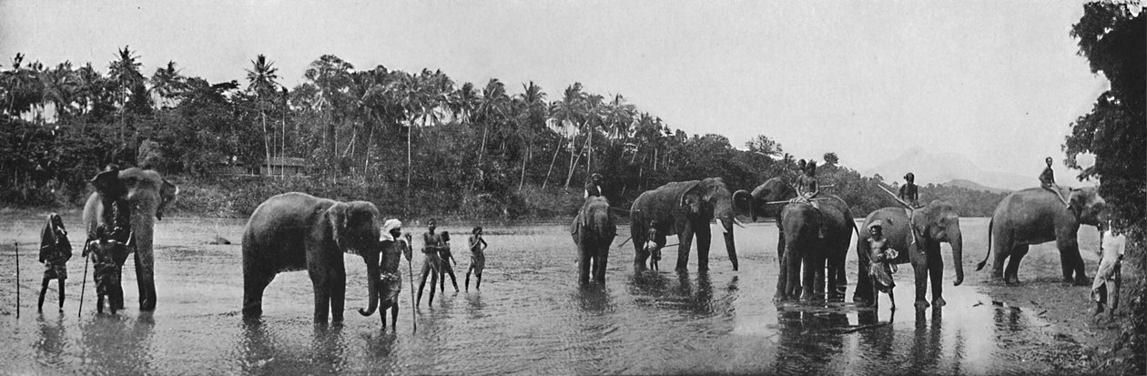 Kandy. Elefantes sagrados do banho do templo, c1890, 1910 de Alfred William Amandus Plate