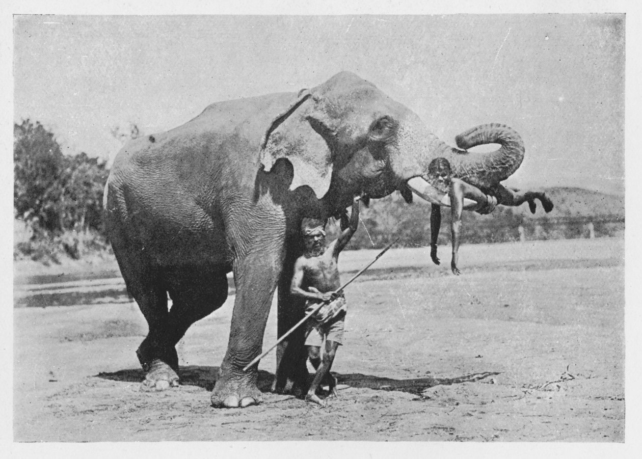Maligawa Elephant and Mahouts, c1890, 1910 de Alfred William Amandus Plate