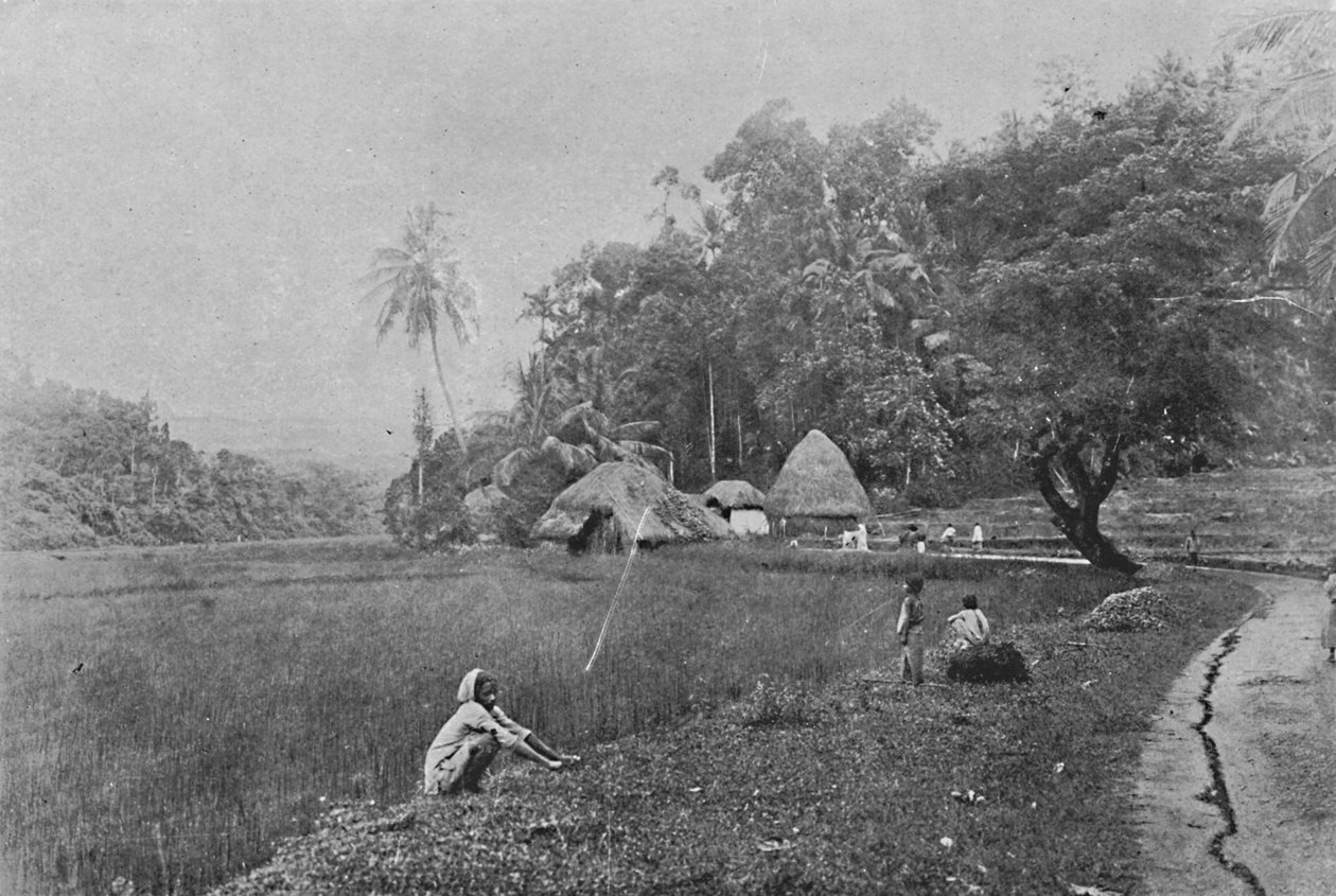 Campo de arroz em Gampola, c1890, 1910 de Alfred William Amandus Plate