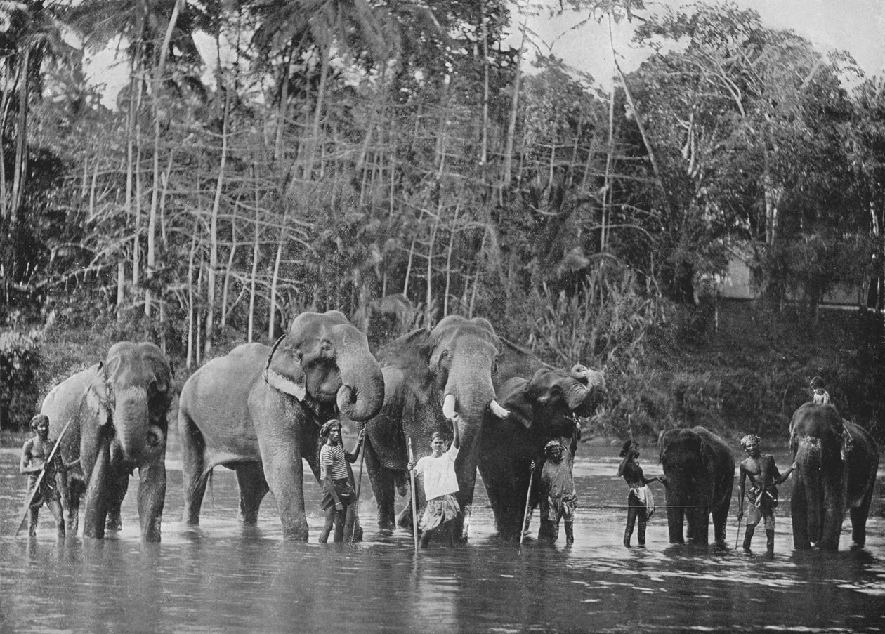 Elefantes sagrados que tomam banho no Mahaweli Ganga em Katugastota, c1890, 1910 de Alfred William Amandus Plate