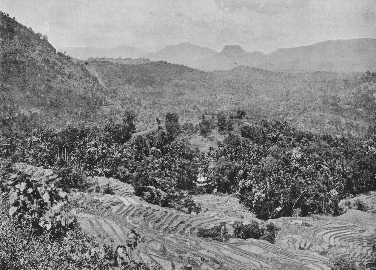 Vista do campo de arroz da passagem de Kadugannawa, c1890, 1910 de Alfred William Amandus Plate