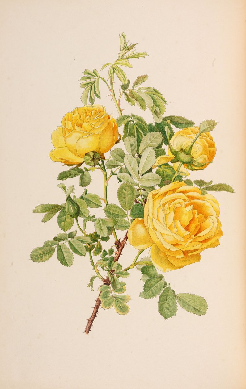Ilustração do gênero rosa por Ellen Willmott, 1914. de Alfred William Parsons