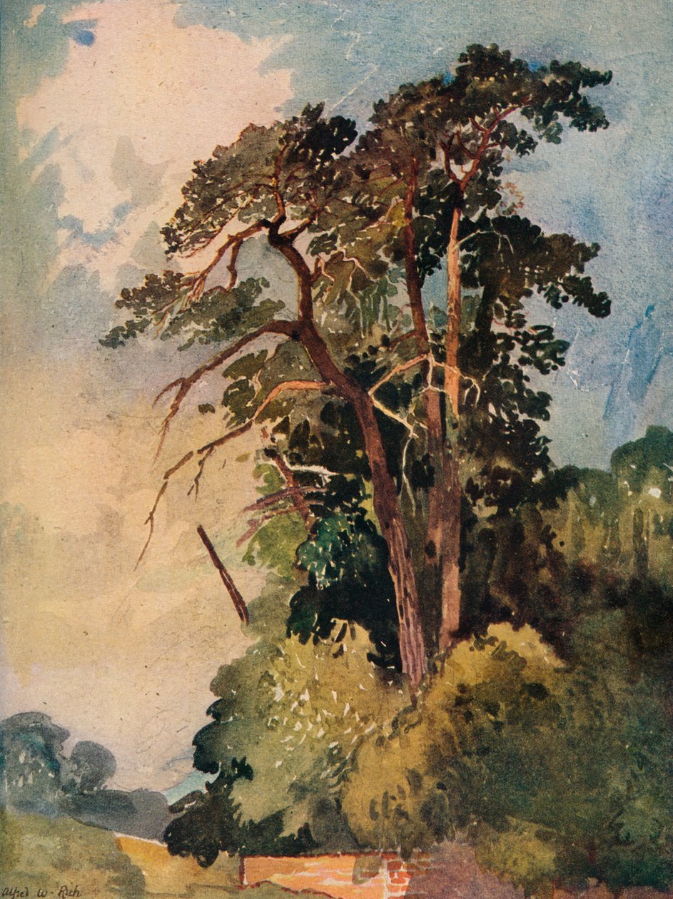 Estudo das árvores, c1880 de Alfred William Rich