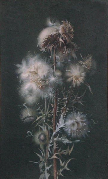 Cardo para baixo (aguarela sobre papel) de Alice Gray
