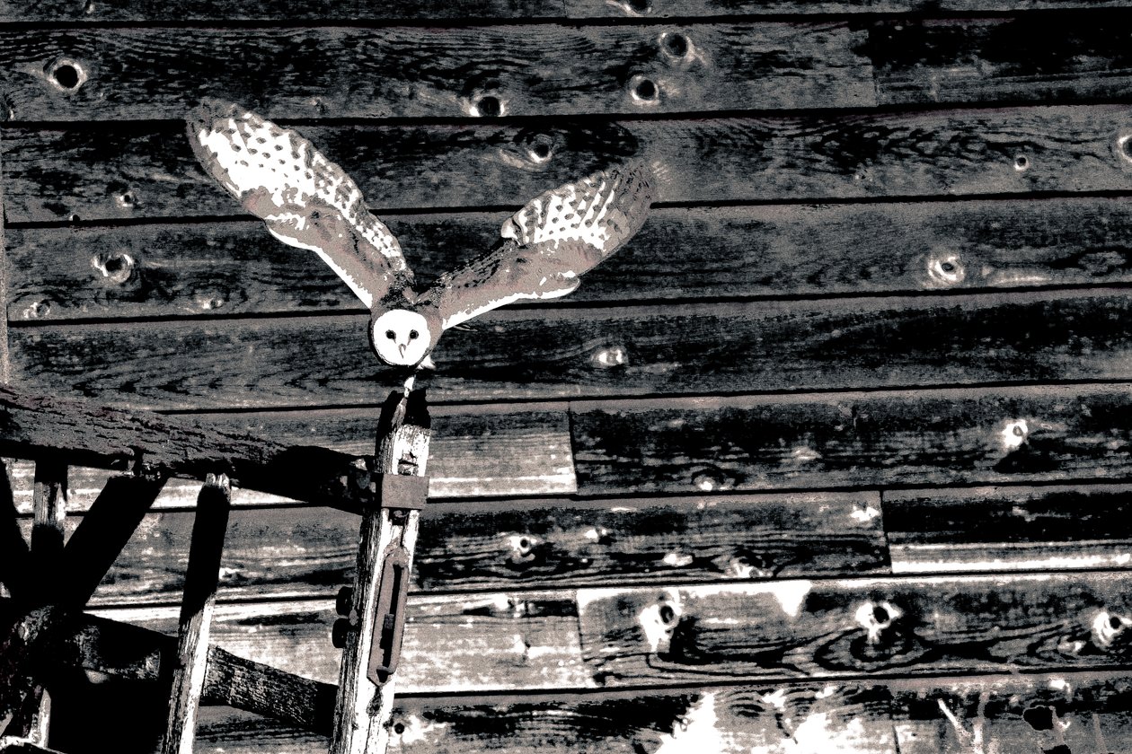 Airborne, da série Barn Owl, 2018 (fotografia) de Alice Gur Arie