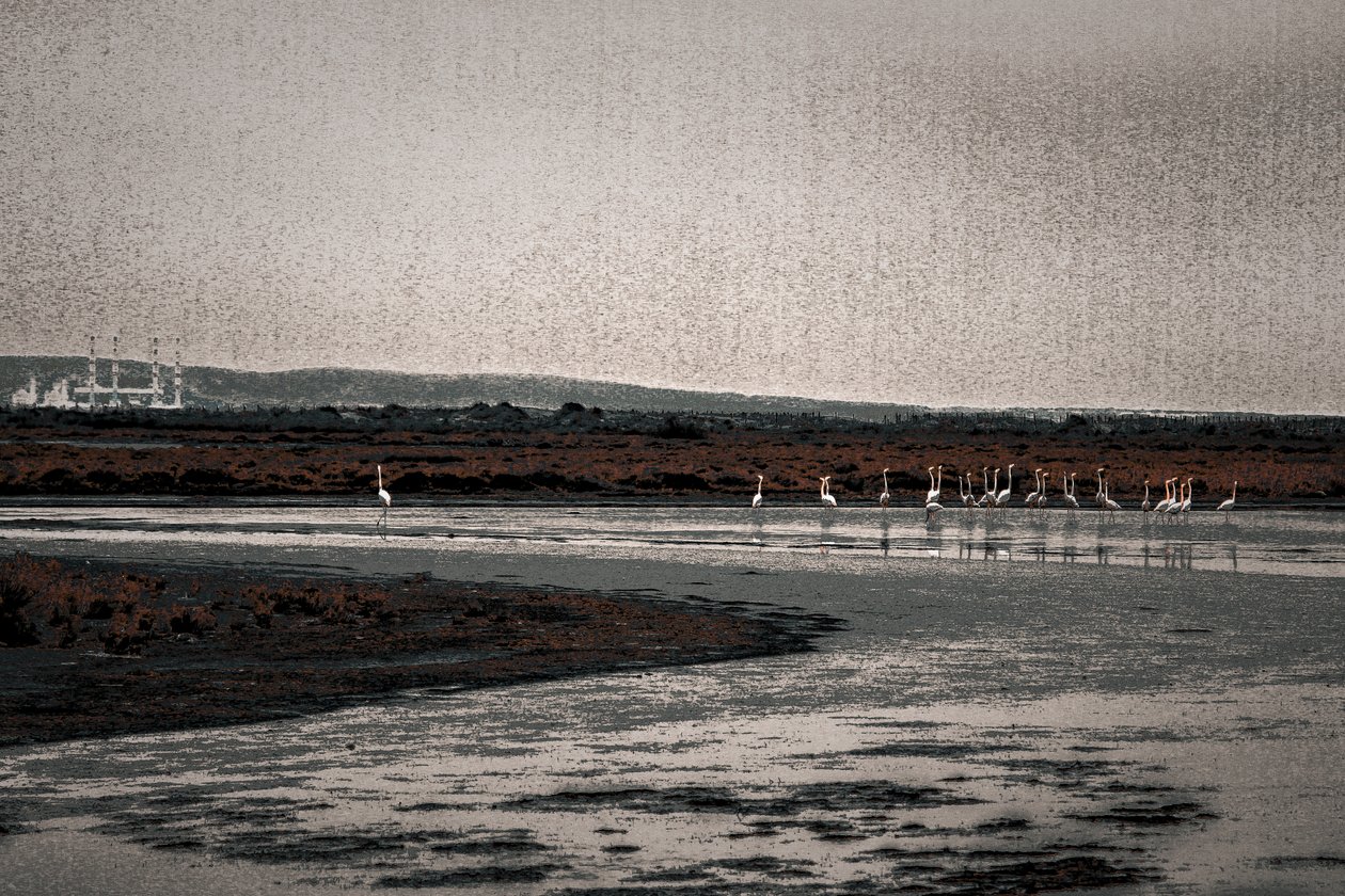 Congregação, da série Flamingos de Camargue, 2017 (fotografia repintada à mão) de Alice Gur Arie
