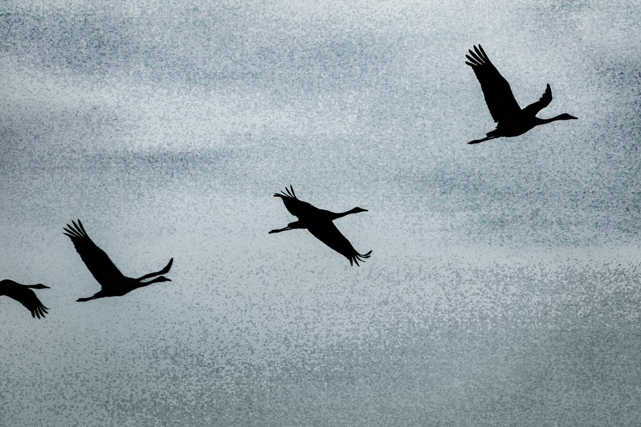 Wing on Wing, da série Over Hula, 2016 (fotografia) de Alice Gur Arie