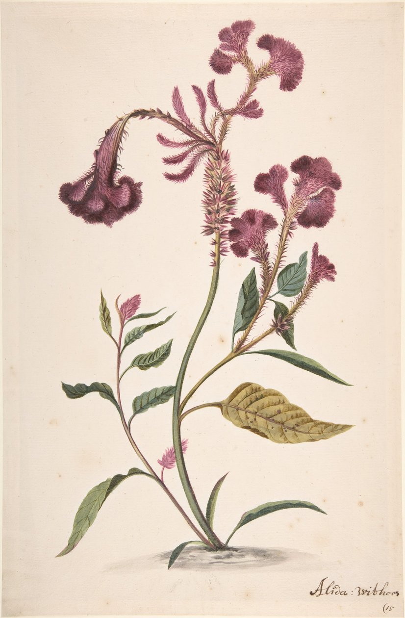 Estudo de uma Hanekam Celosia argentea, s.d.. de Alida Withoos