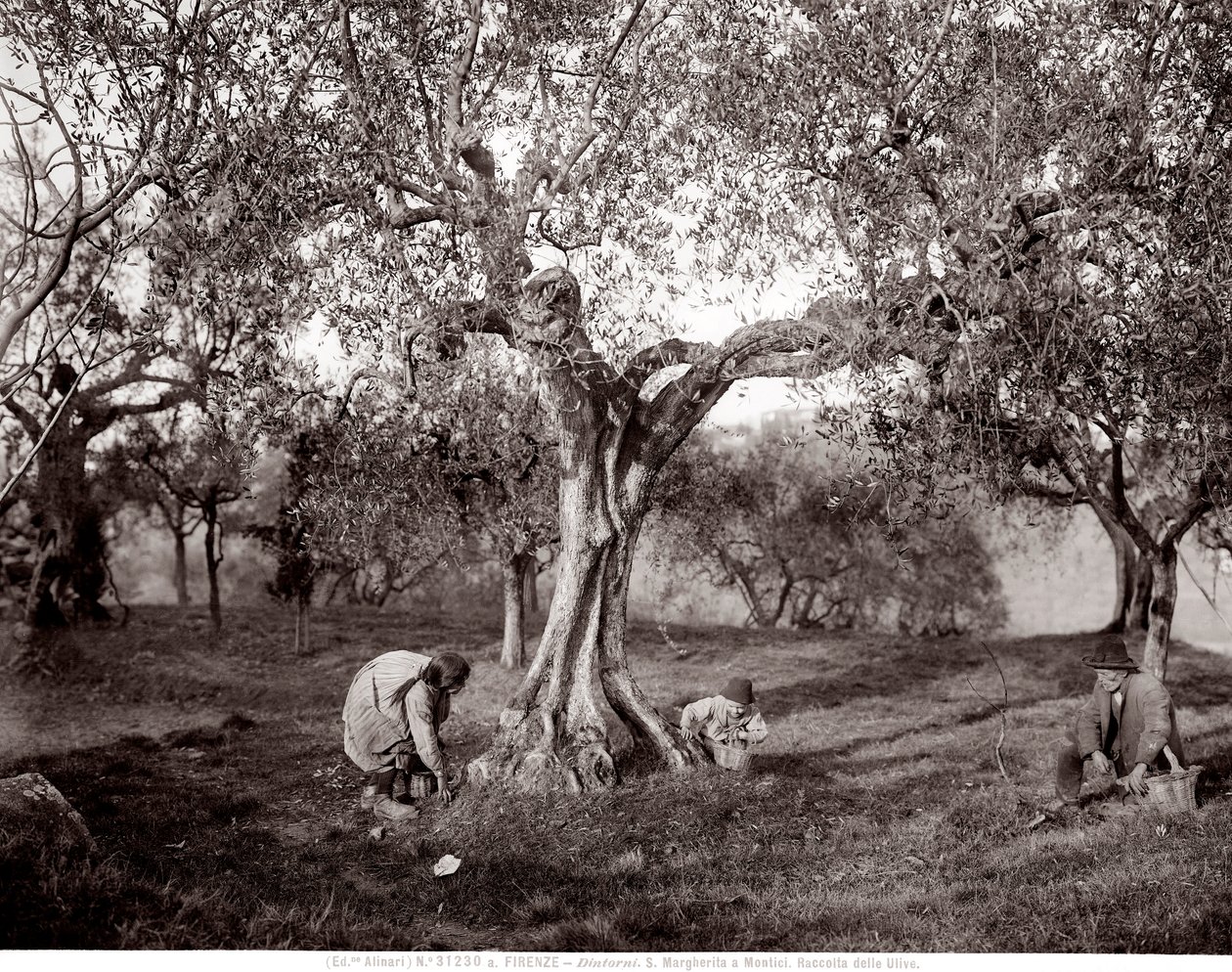 Crianças apanhando azeitonas entre as oliveiras, numa colina em Santa Margherita a Montici, Florença (foto a p/b) de Fratelli Alinari