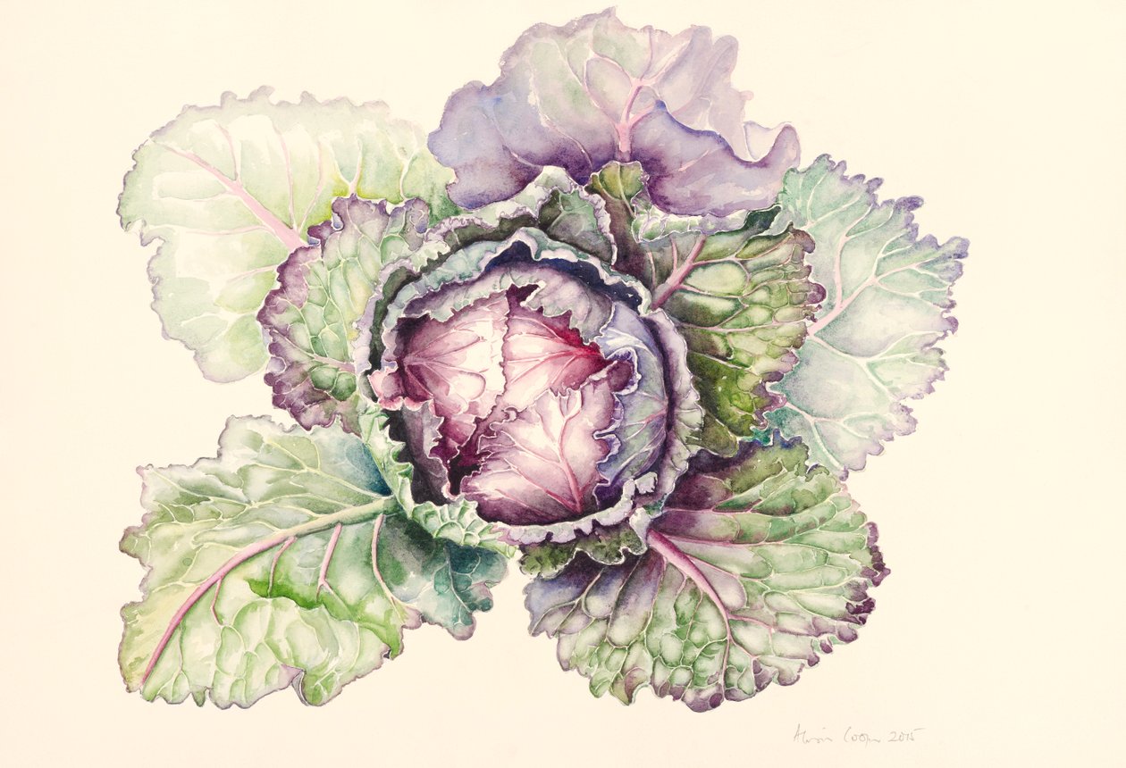 Repolho do mercado, 2015, aquarela de Alison Cooper