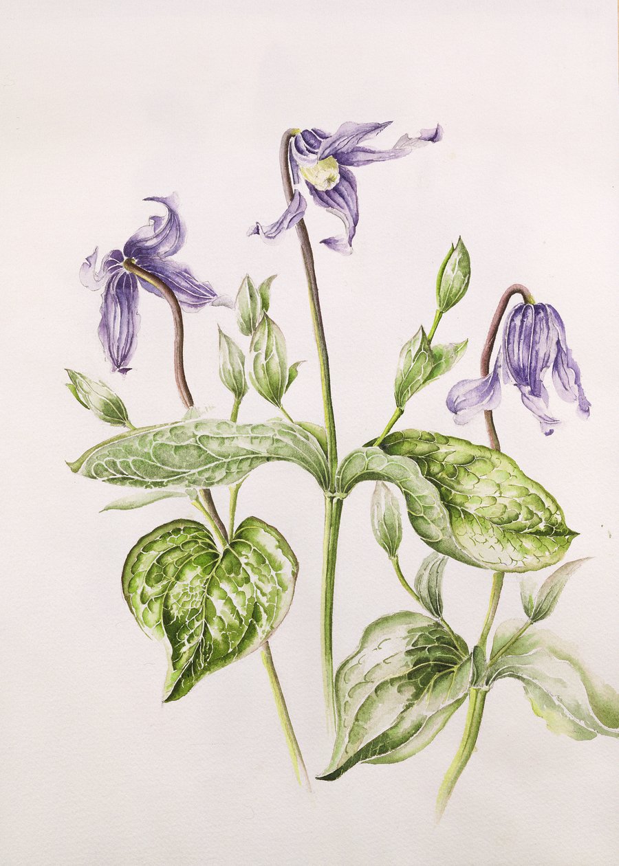 Clematis Integrifolia de Alison Cooper