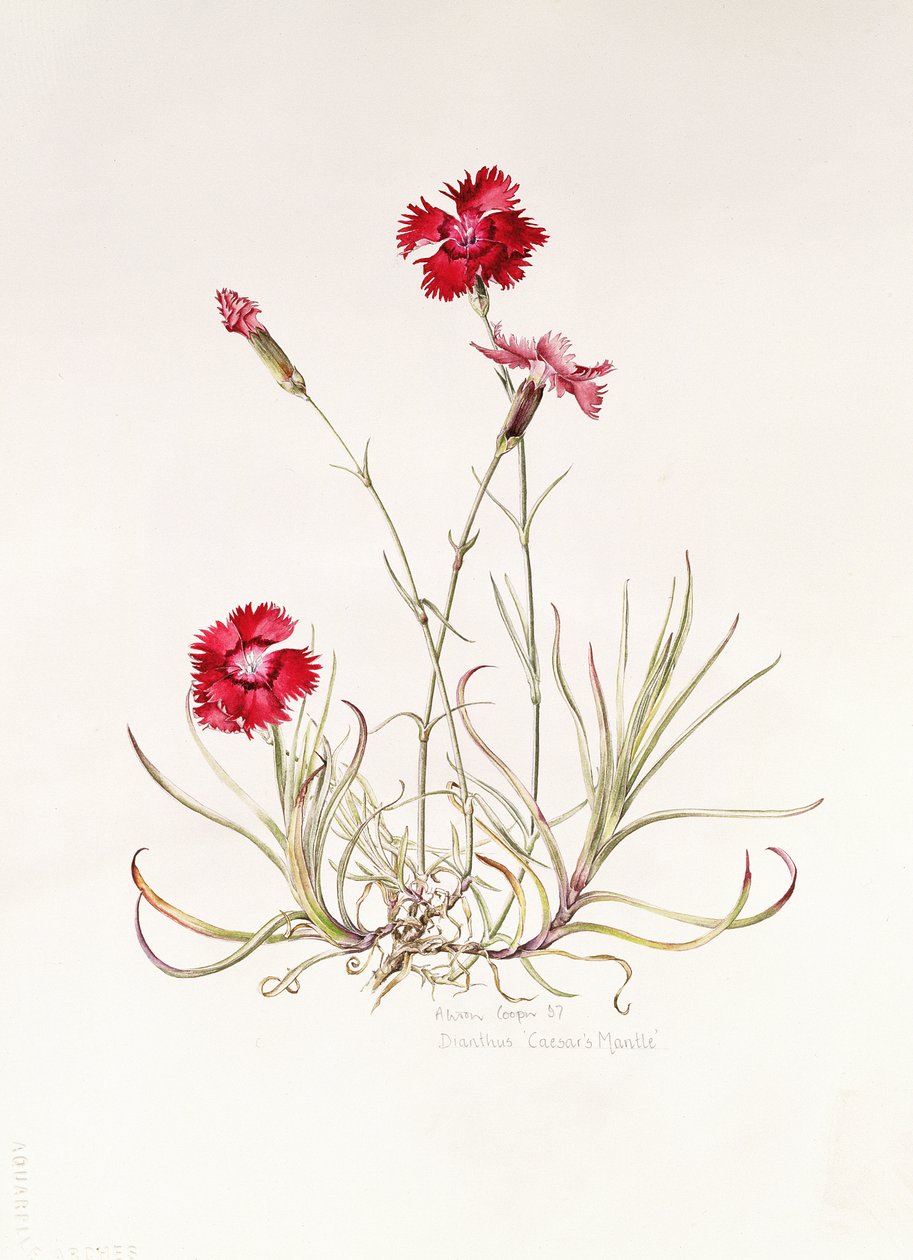 O manto de Dianthus Caesar, 1997 de Alison Cooper