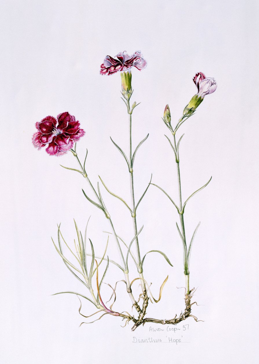 Dianthus Hope, 1997 (wc no papel) de Alison Cooper
