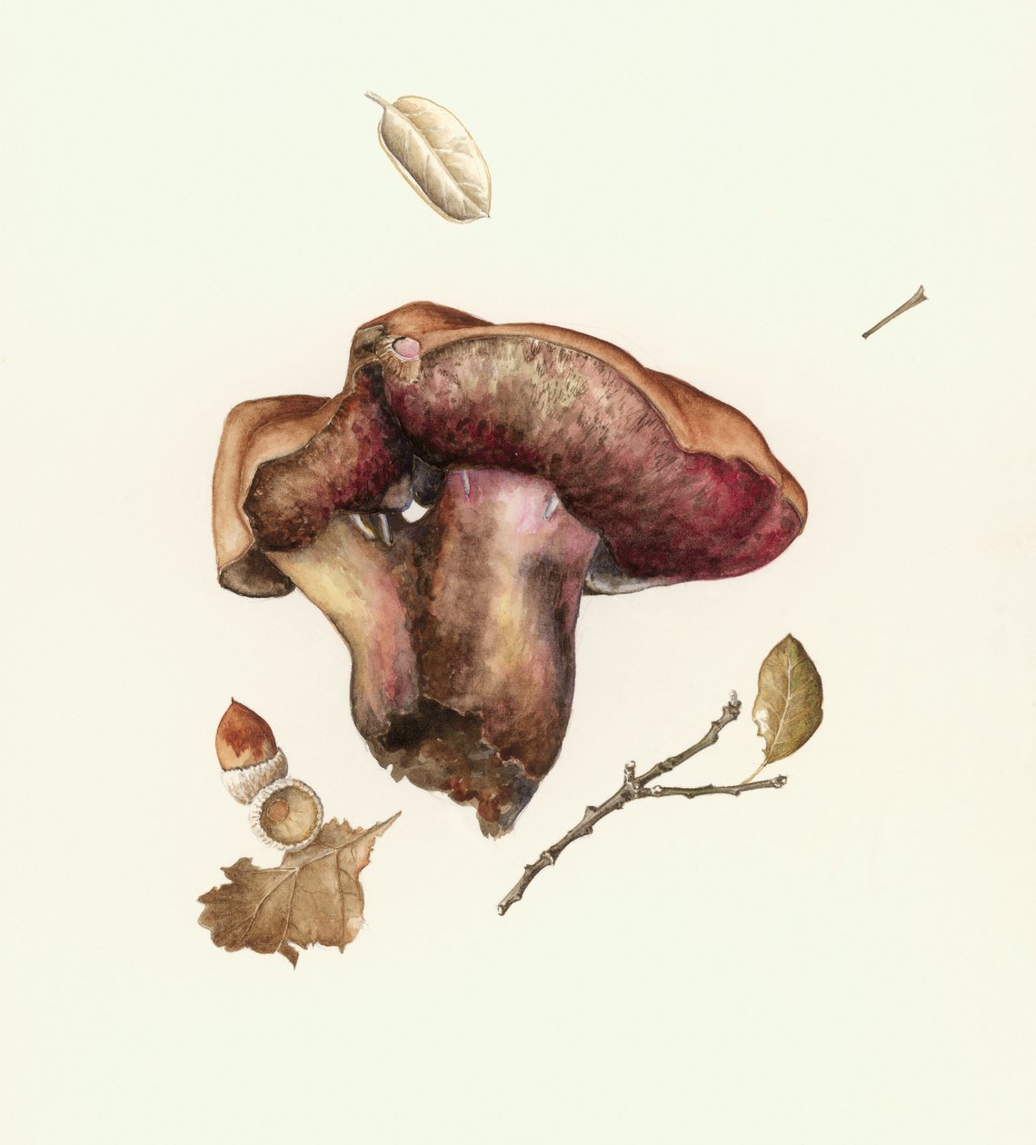 Fungo de Alison Cooper