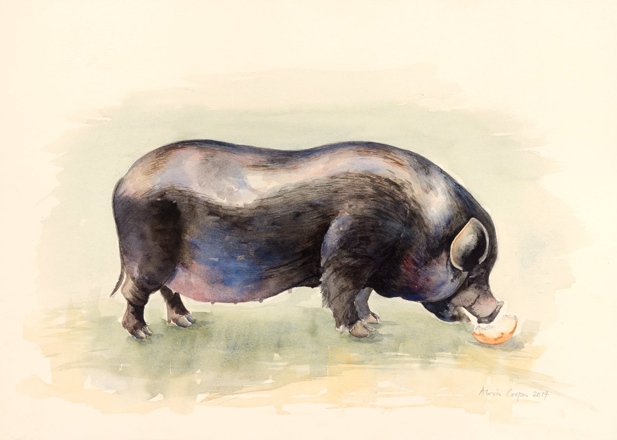 Porco preto italiano, 2014, aquarela de Alison Cooper