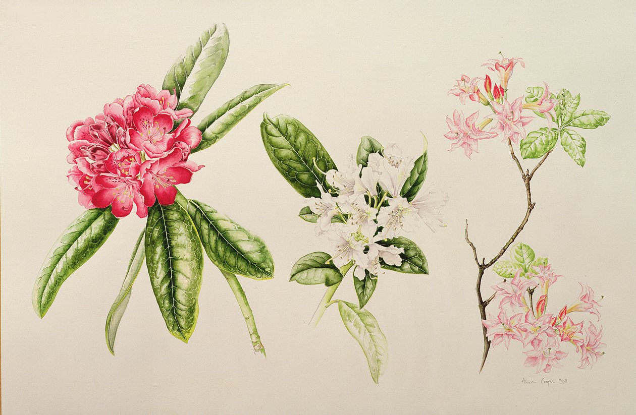 Rododendro, 1998 de Alison Cooper